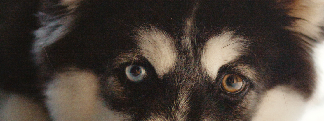 爱萌哆宠物俱乐部