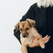 爱萌哆宠物俱乐部