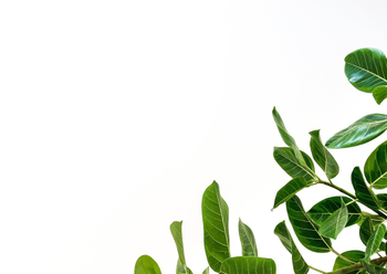 爱萌哆宠物俱乐部