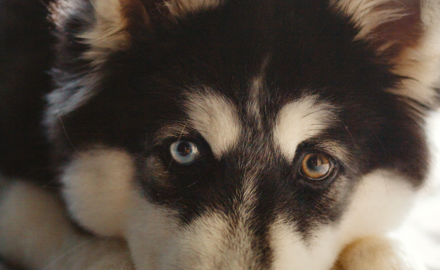 爱萌哆宠物俱乐部