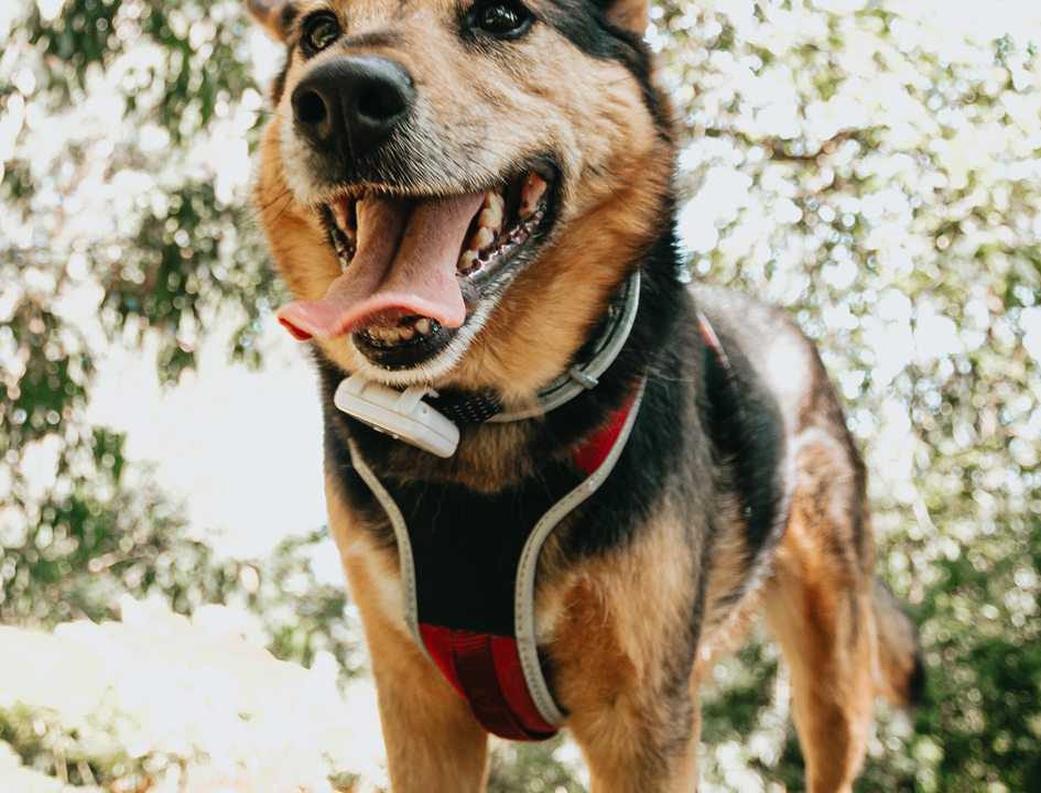 爱萌哆宠物俱乐部