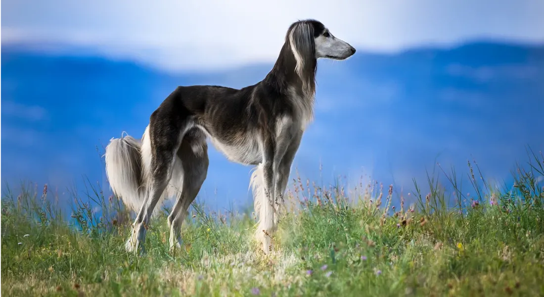 爱萌哆宠物俱乐部