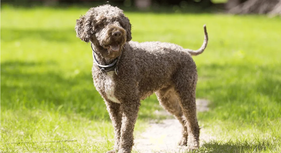 爱萌哆宠物俱乐部