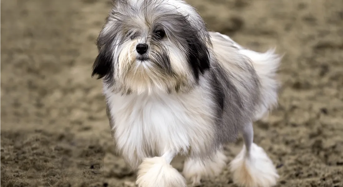 爱萌哆宠物俱乐部