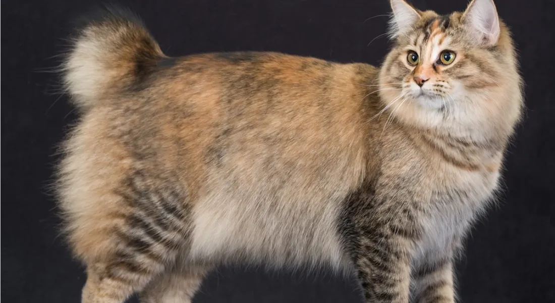 爱萌哆宠物俱乐部