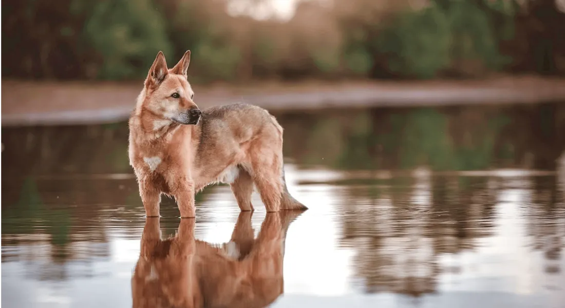 爱萌哆宠物俱乐部