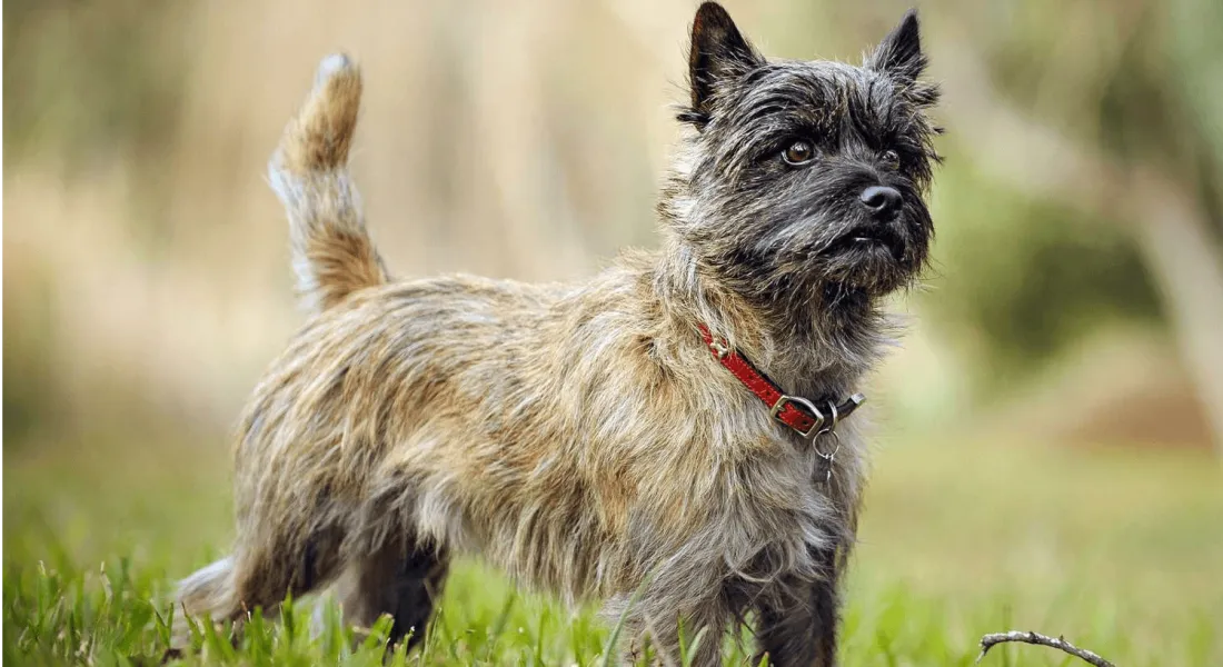 爱萌哆宠物俱乐部