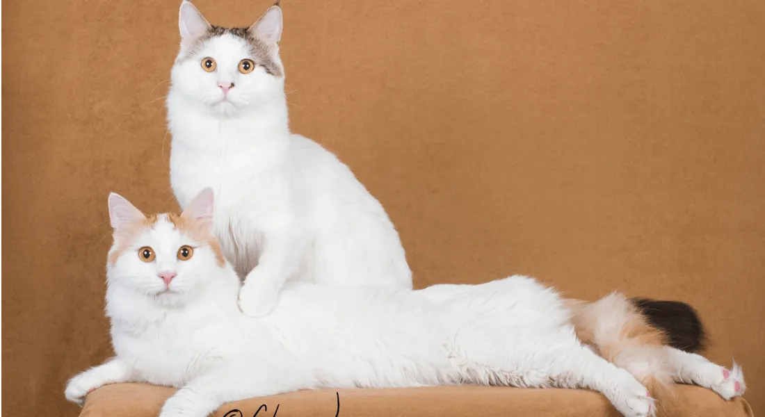 爱萌哆宠物俱乐部