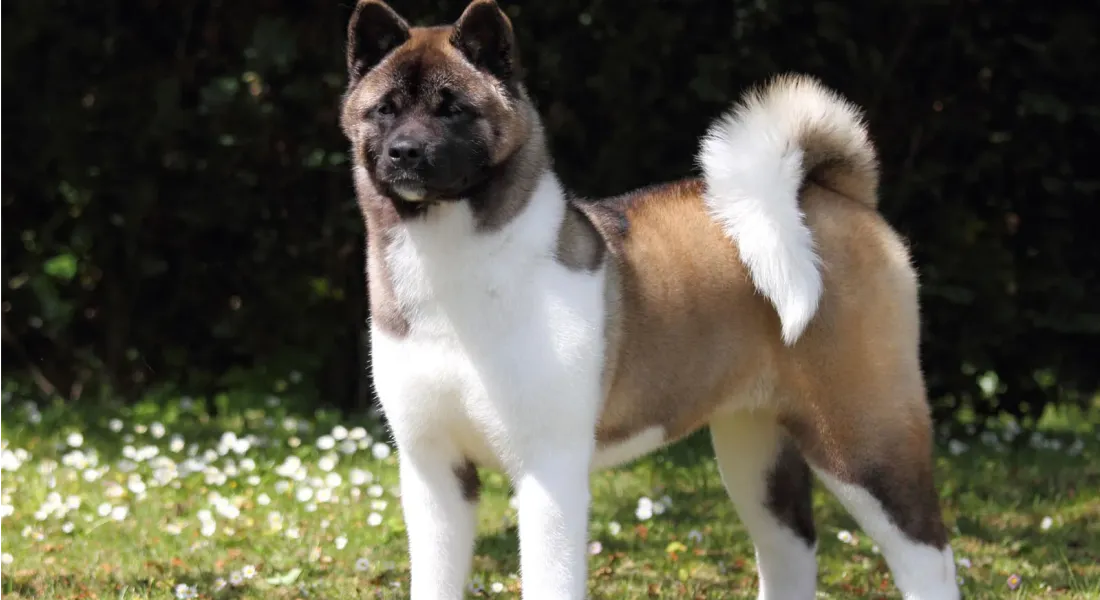 爱萌哆宠物俱乐部