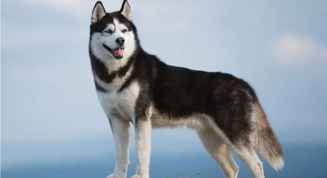 爱萌哆宠物俱乐部