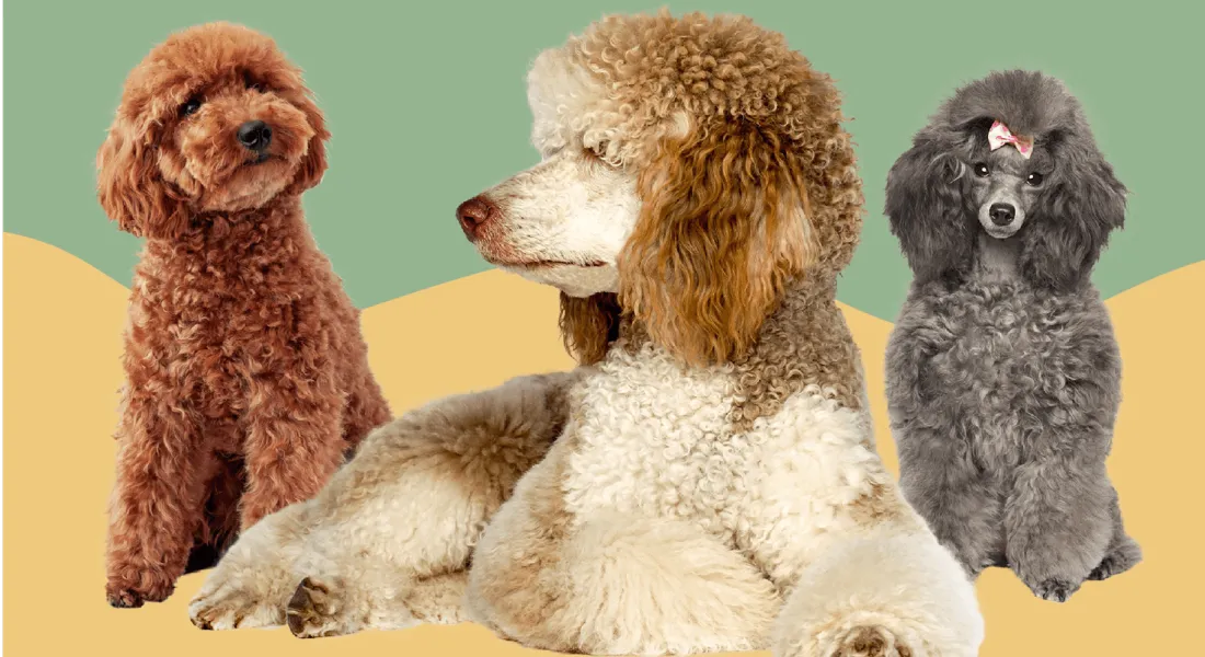 爱萌哆宠物俱乐部