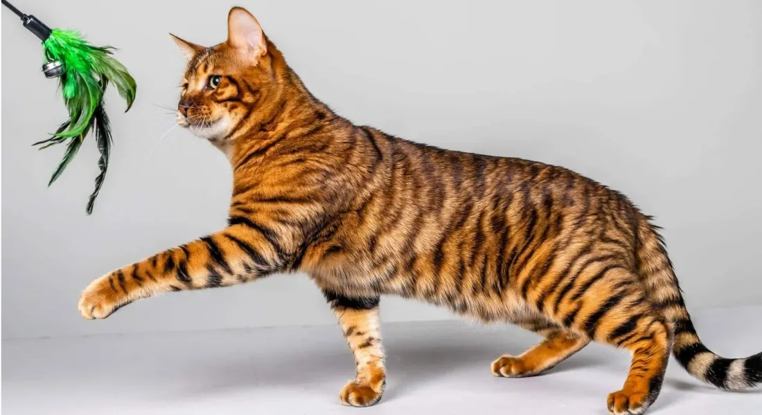 爱萌哆宠物俱乐部