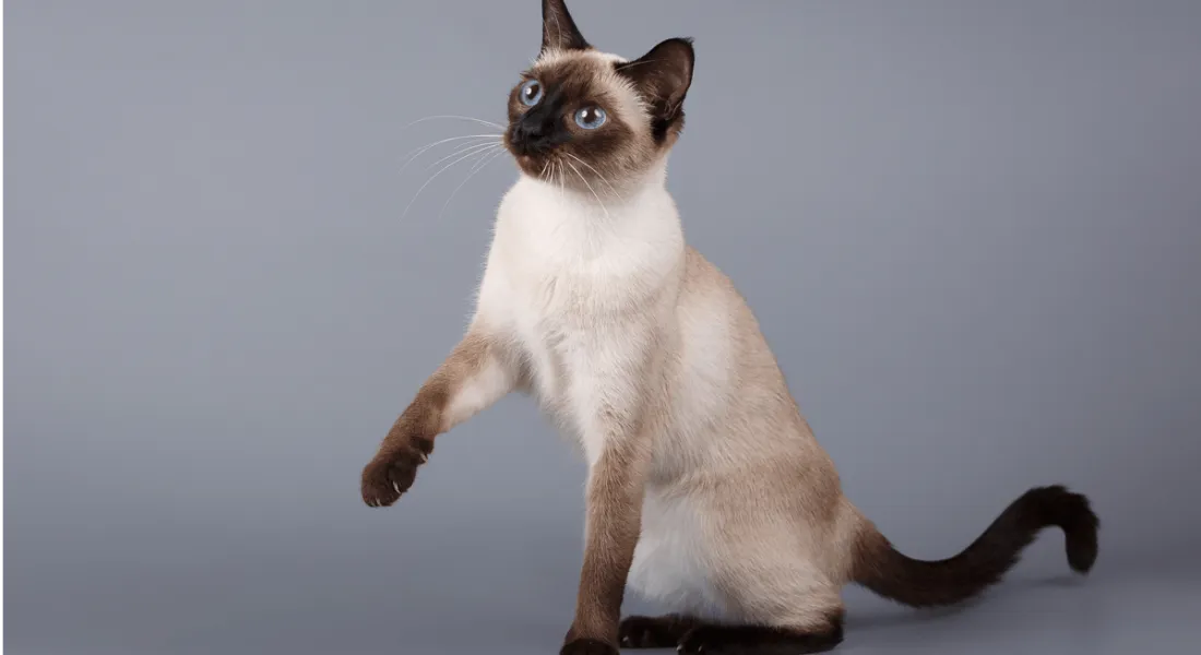 爱萌哆宠物俱乐部