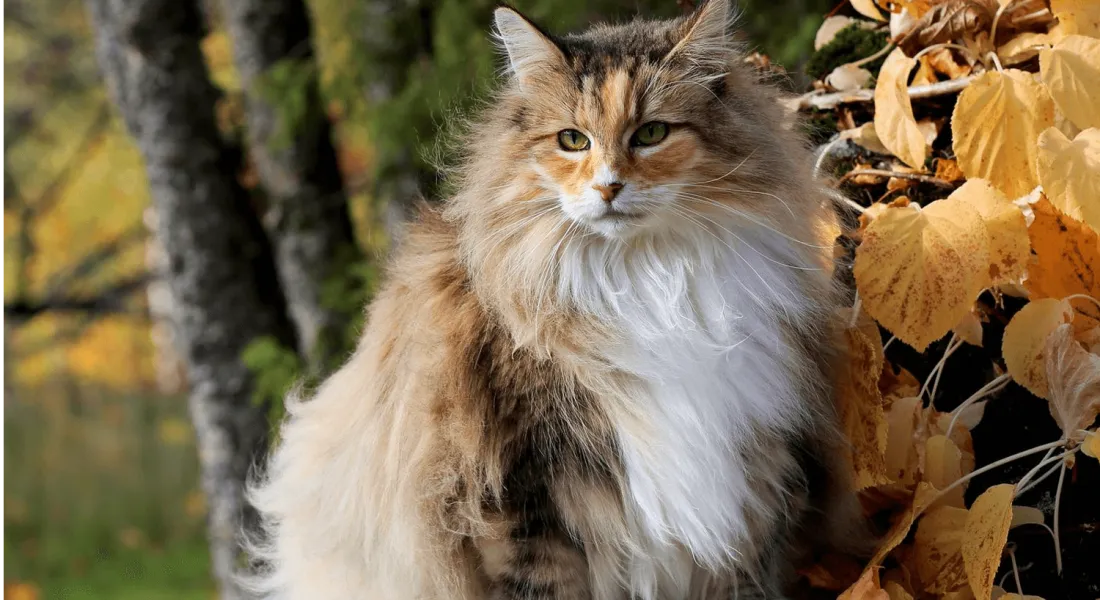 爱萌哆宠物俱乐部