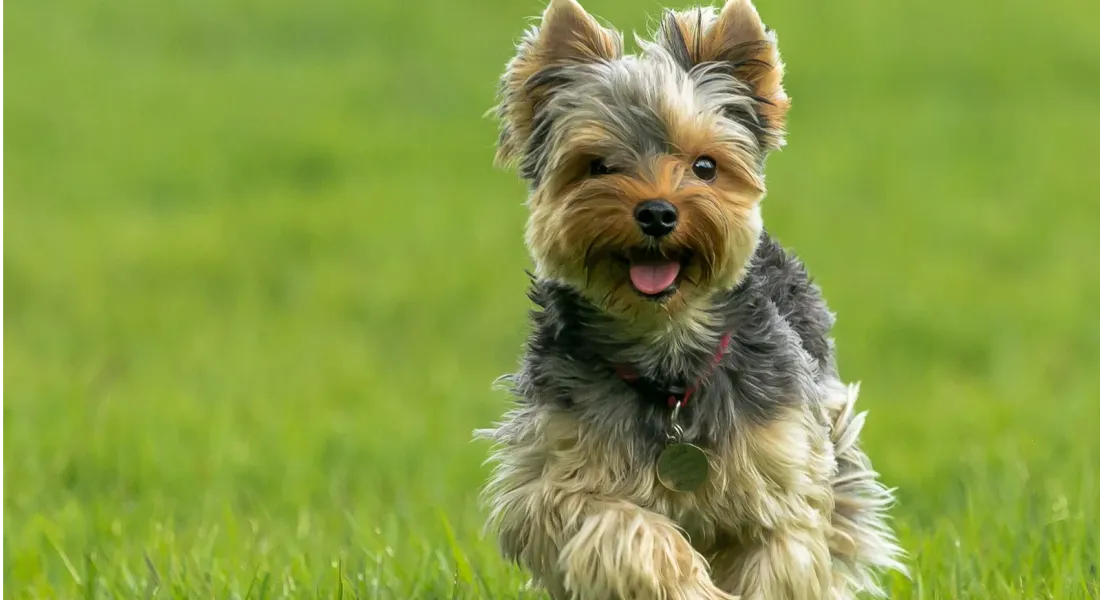 爱萌哆宠物俱乐部