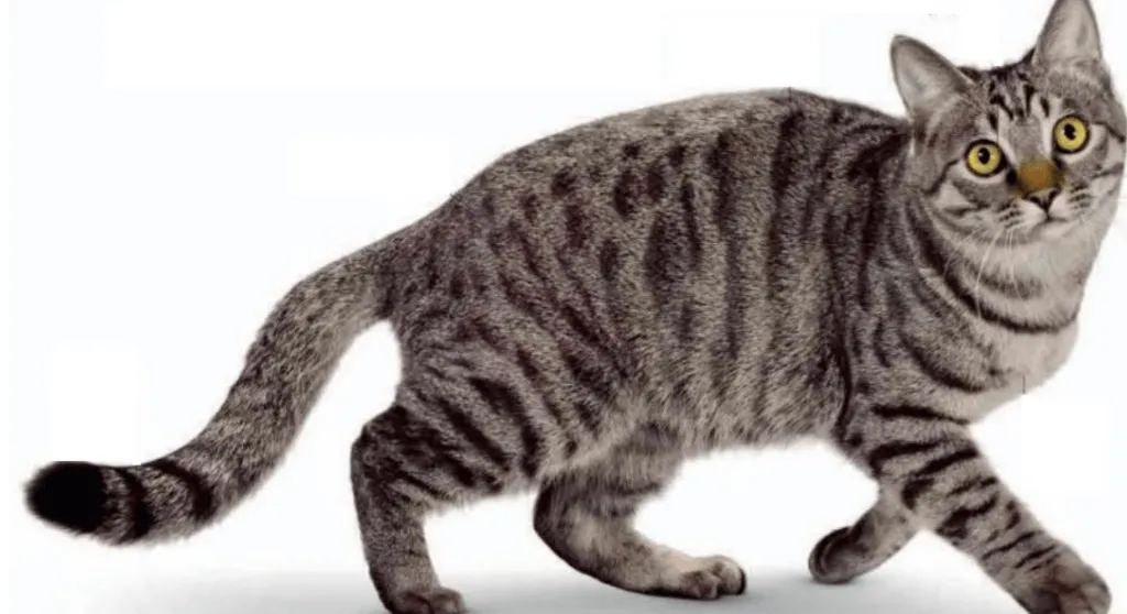 爱萌哆宠物俱乐部