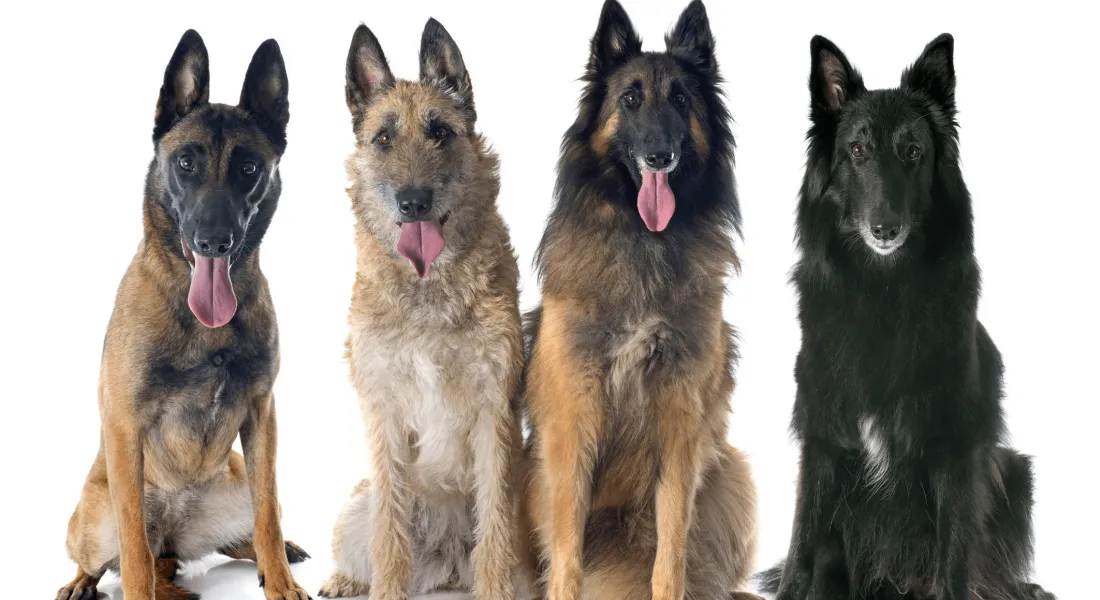 爱萌哆宠物俱乐部