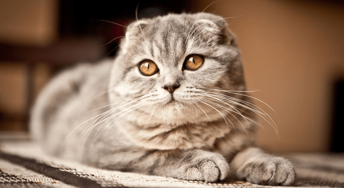 爱萌哆宠物俱乐部