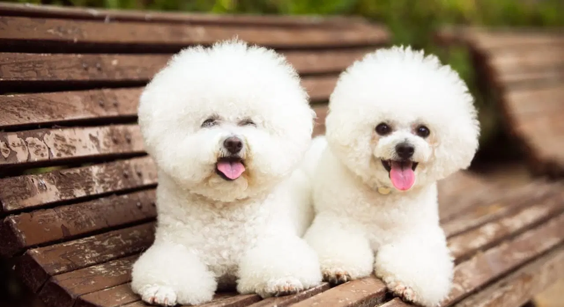 爱萌哆宠物俱乐部