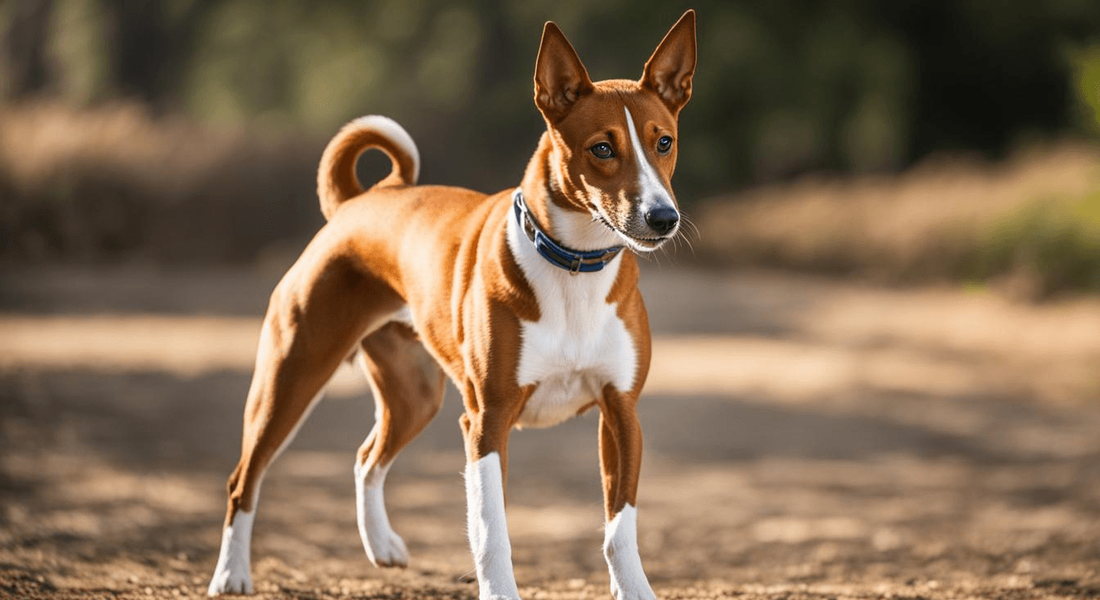 爱萌哆宠物俱乐部