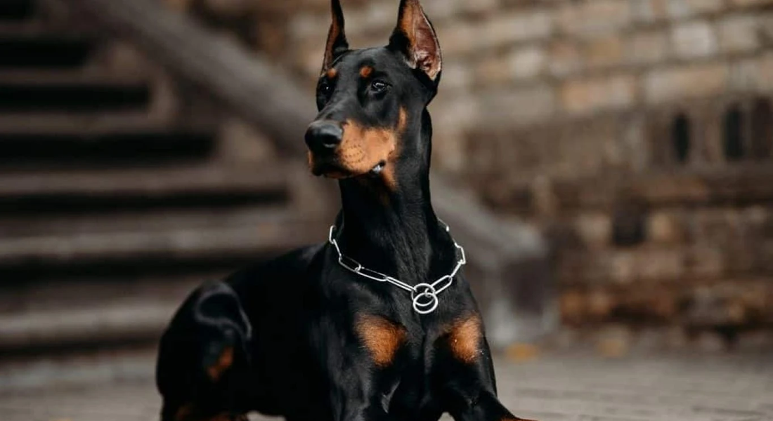 爱萌哆宠物俱乐部