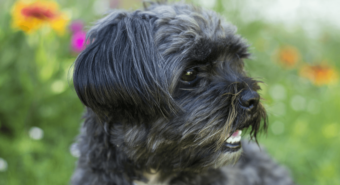 爱萌哆宠物俱乐部