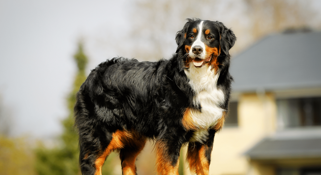 爱萌哆宠物俱乐部