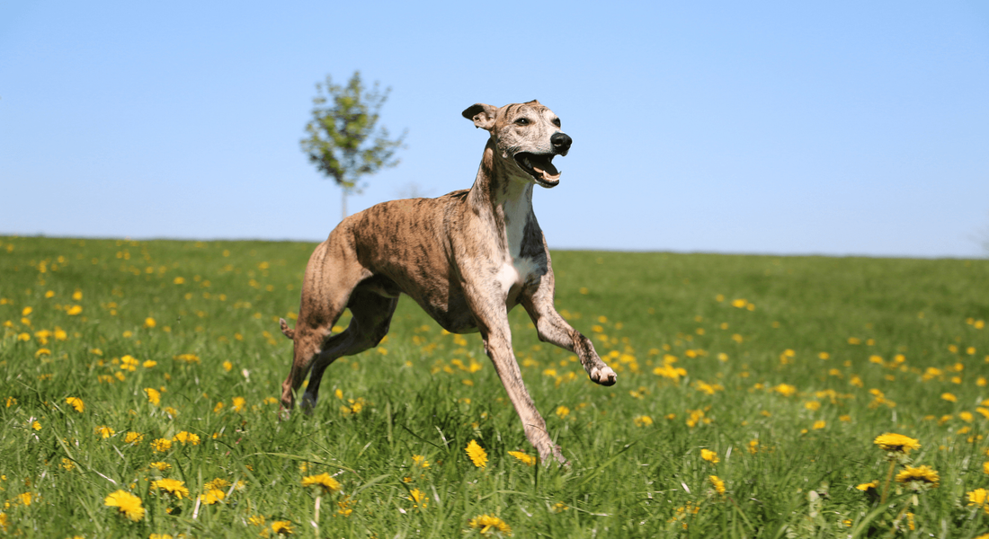 爱萌哆宠物俱乐部