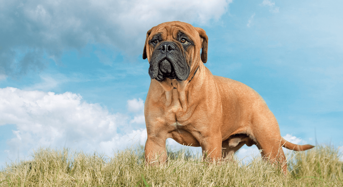 爱萌哆宠物俱乐部