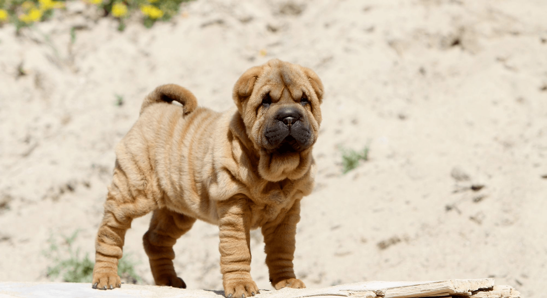 爱萌哆宠物俱乐部