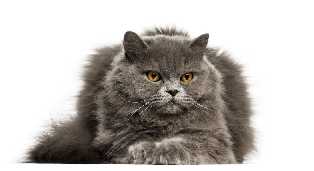 爱萌哆宠物俱乐部