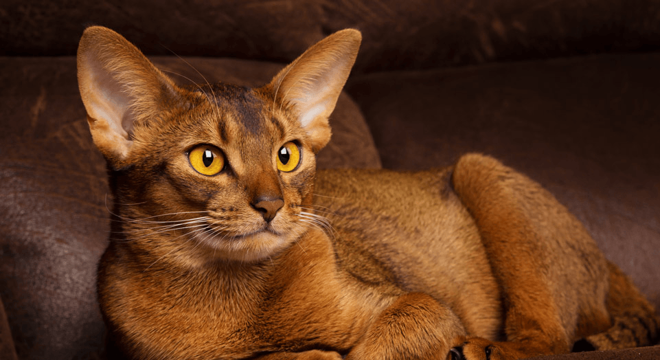 爱萌哆宠物俱乐部