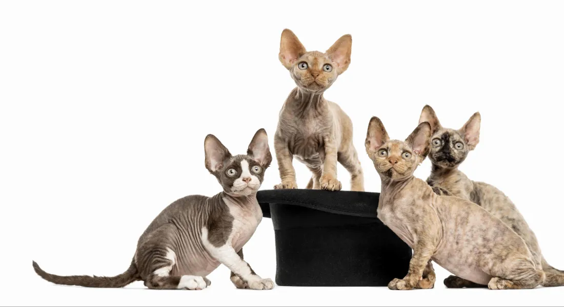 爱萌哆宠物俱乐部