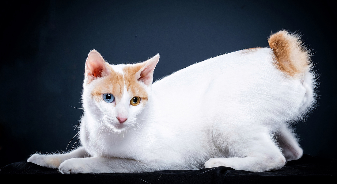 爱萌哆宠物俱乐部