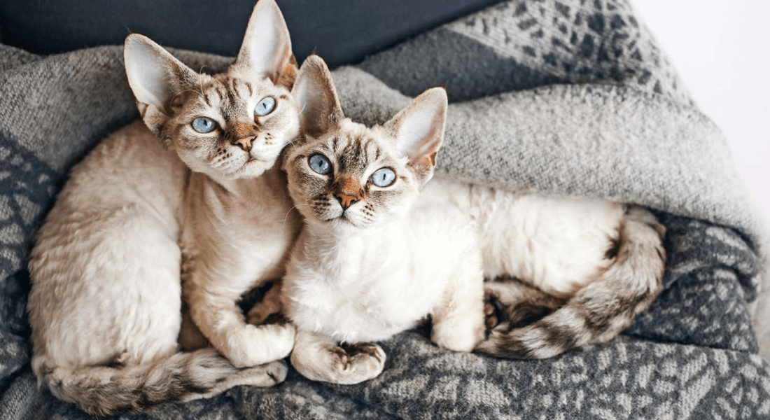 爱萌哆宠物俱乐部