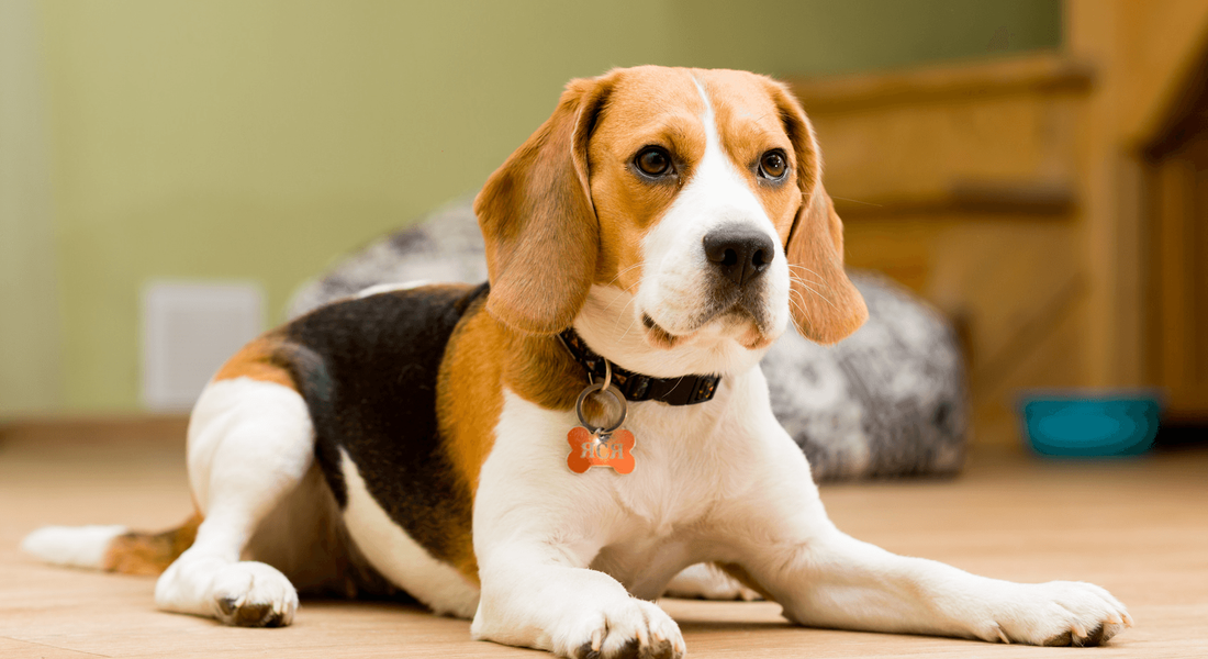 爱萌哆宠物俱乐部