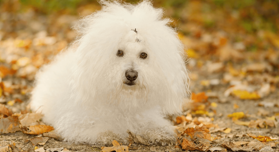 爱萌哆宠物俱乐部