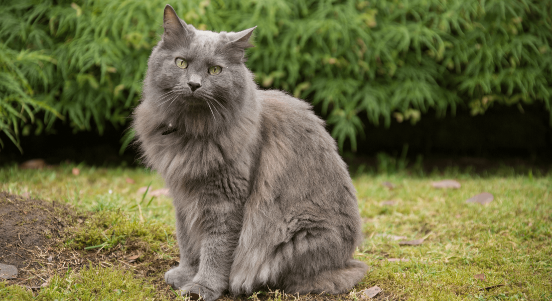 爱萌哆宠物俱乐部