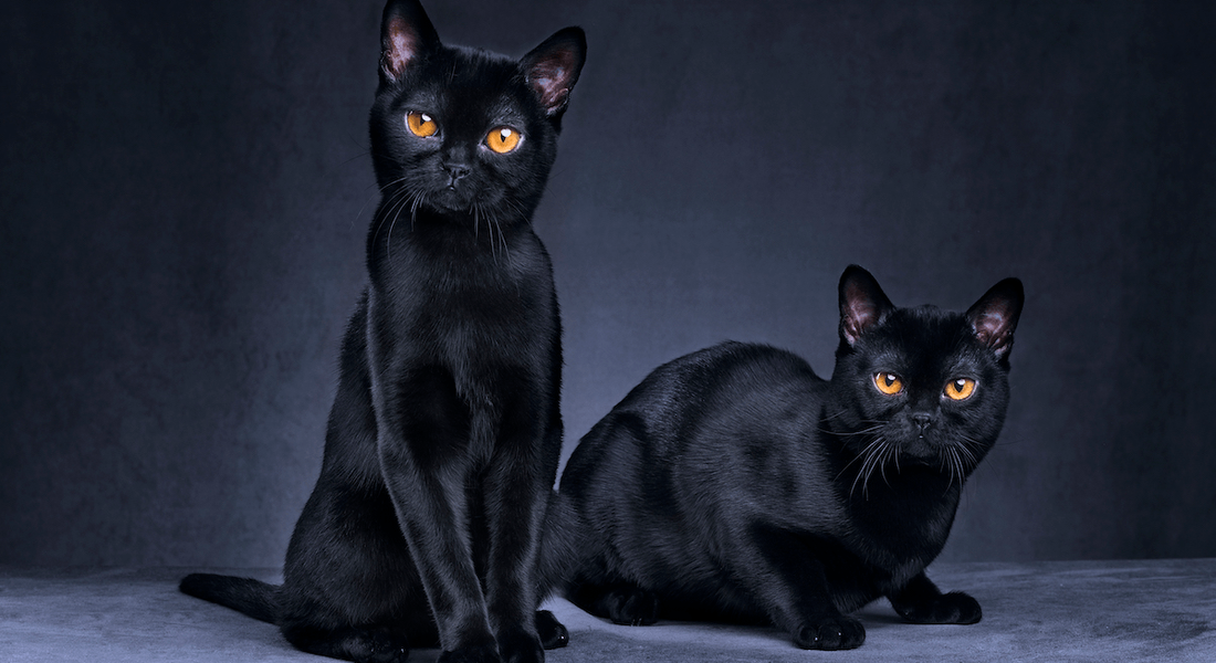 爱萌哆宠物俱乐部