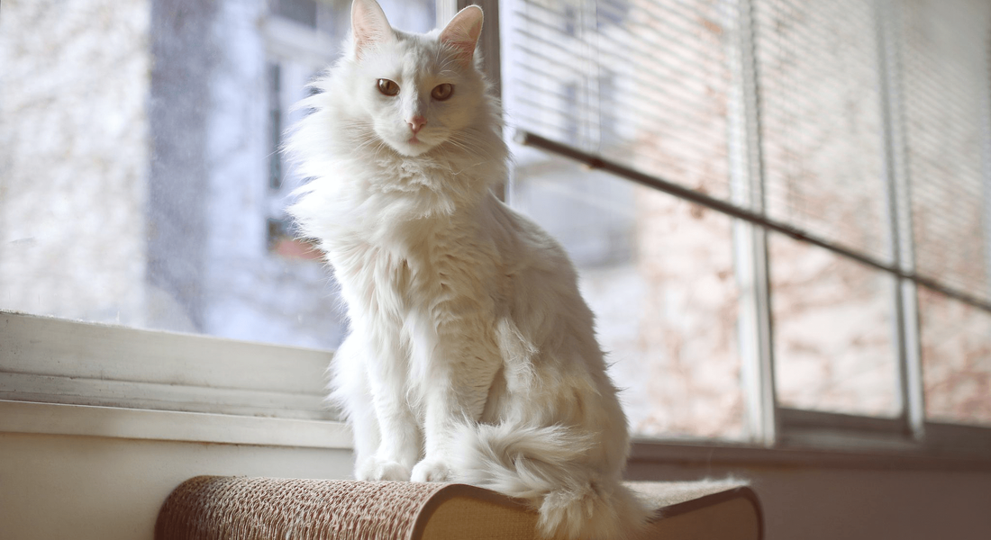 爱萌哆宠物俱乐部