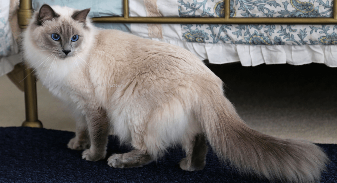 爱萌哆宠物俱乐部