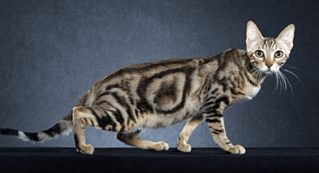 爱萌哆宠物俱乐部