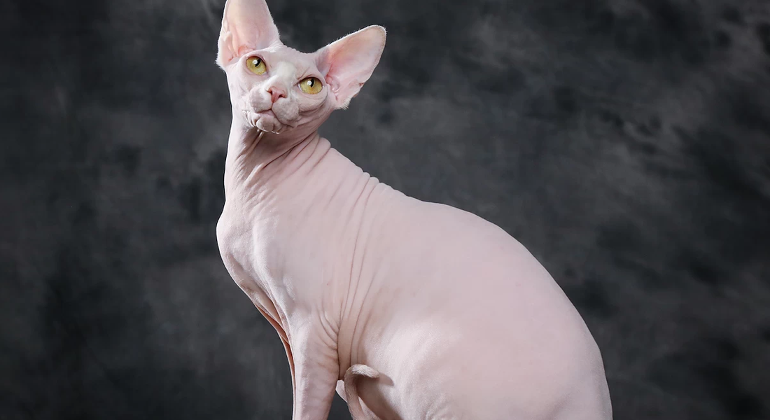 爱萌哆宠物俱乐部