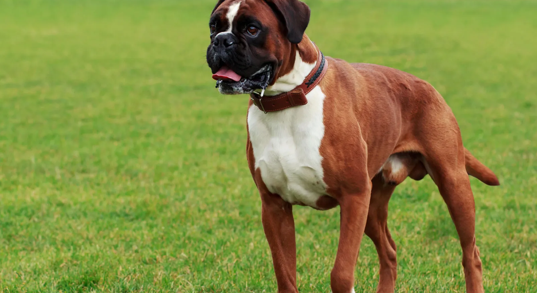 爱萌哆宠物俱乐部