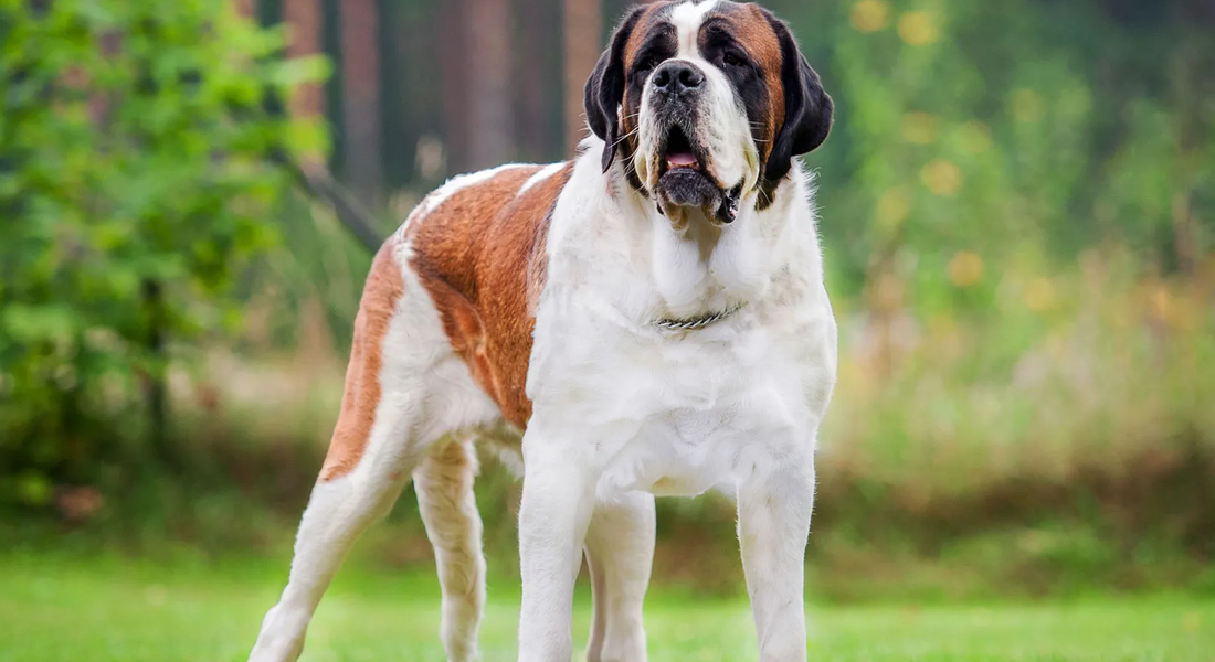 爱萌哆宠物俱乐部