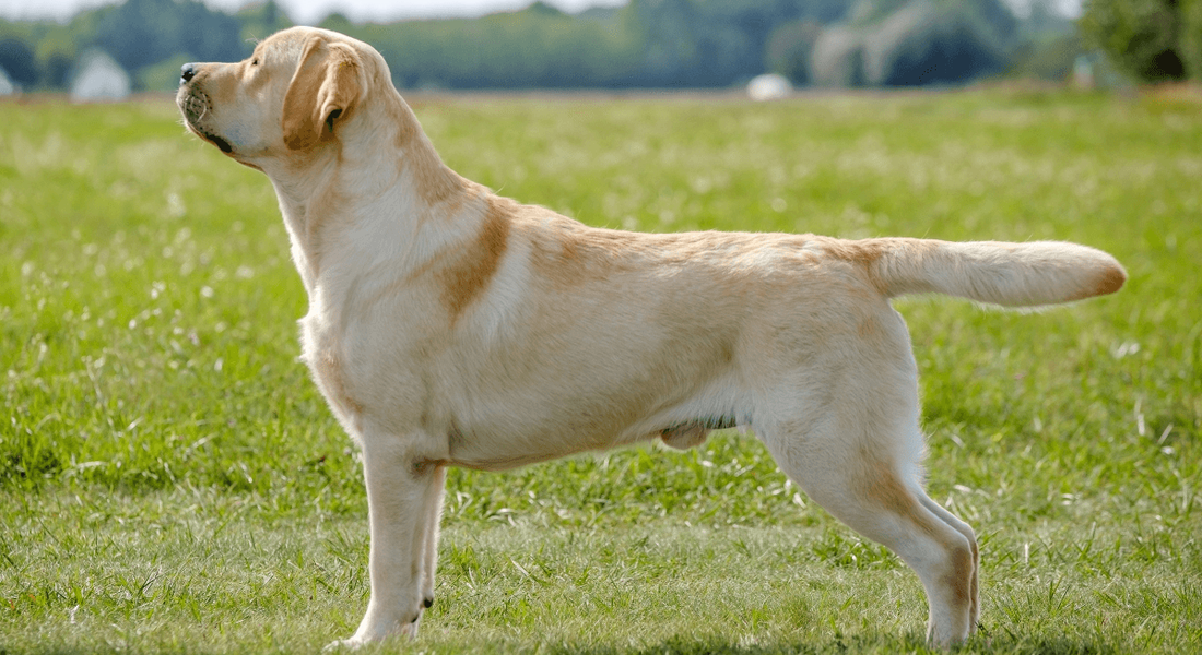 爱萌哆宠物俱乐部