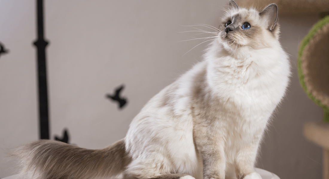 爱萌哆宠物俱乐部