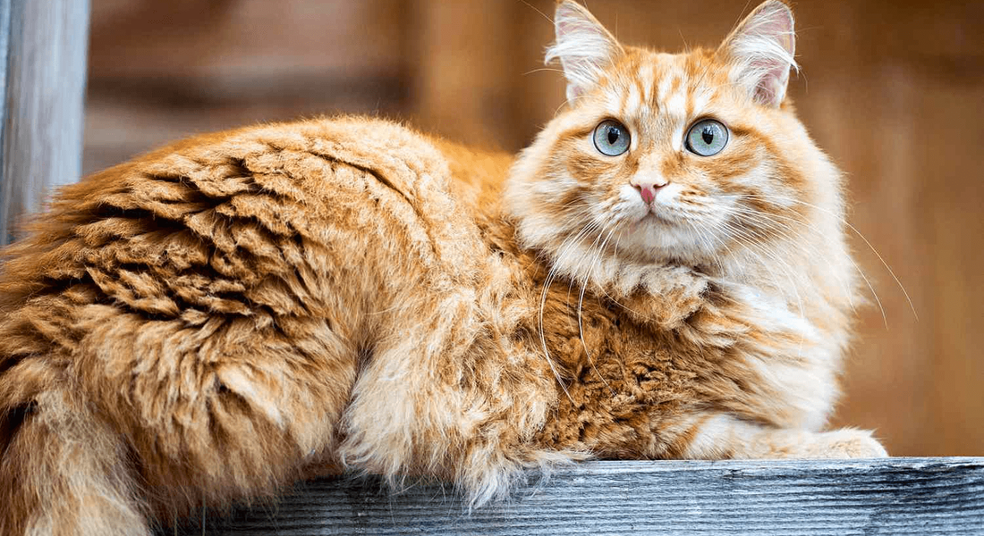 爱萌哆宠物俱乐部