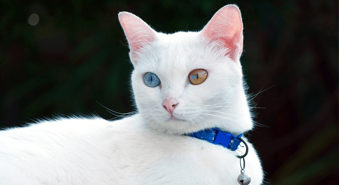 爱萌哆宠物俱乐部