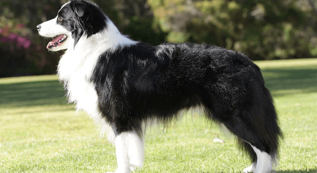 爱萌哆宠物俱乐部